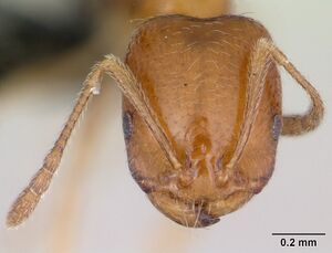 Monomorium destructor casent0481867 head 1.jpg