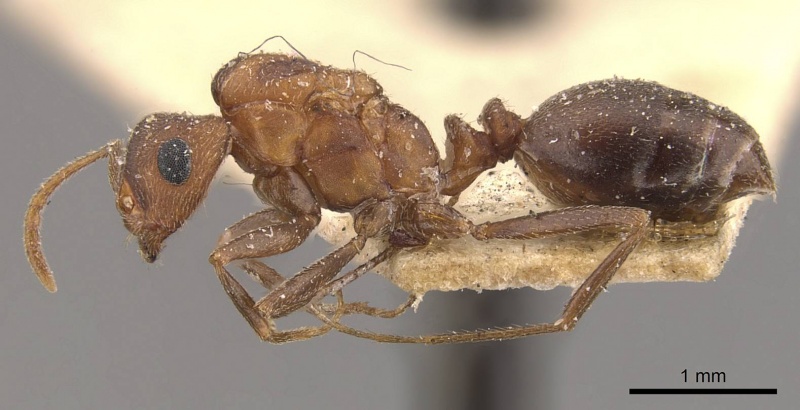 File:Monomorium effractor casent0908781 p 1 high.jpg