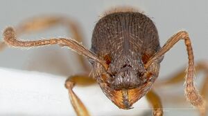 Myrmica discontinua casent0005701 head 1.jpg