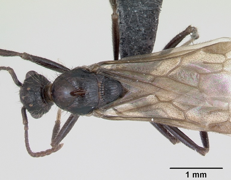 File:Myrmica schencki casent0172721 dorsal 1.jpg