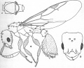 a, female in profile; b, head; c. thorax of same