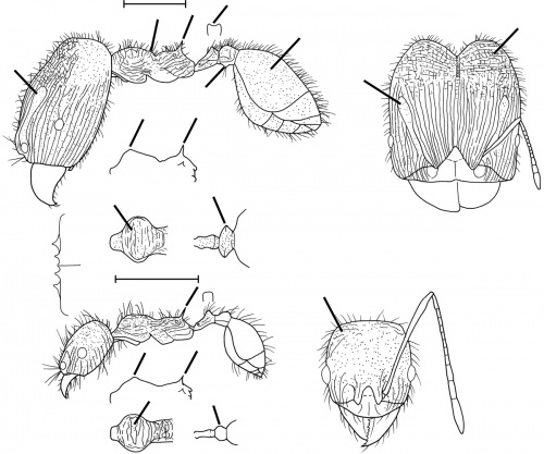 Pheidole cubaensis Wilson 2003.jpg