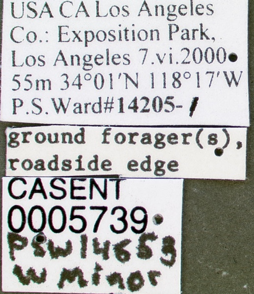 File:Pheidole hyatti casent0005739 label 1.jpg