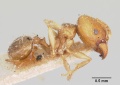 Pheidole picata gietleni casent0103296 profile 2.jpg