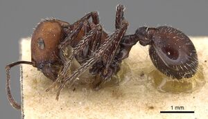 Pogonomyrmex longibarbis casent0914116 p 1 high.jpg