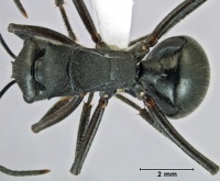 Polyrhachis captiva top.jpg