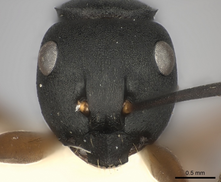 File:Polyrhachis exercita casent0217770 h 1 high.jpg