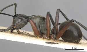 Polyrhachis rufofemorata casent0901836 p 1 high.jpg