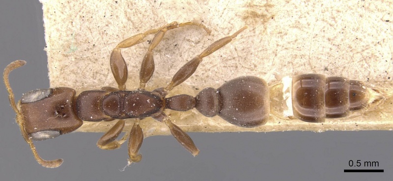 File:Pseudomyrmex fiebrigi casent0907538 d 1 high.jpg