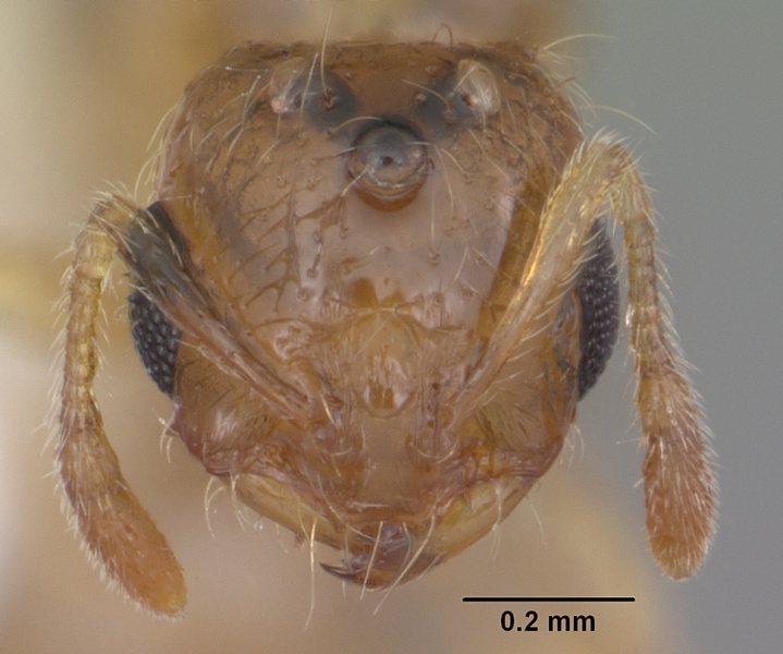 File:Solenopsis carolinensis casent0104495 head 1.jpg