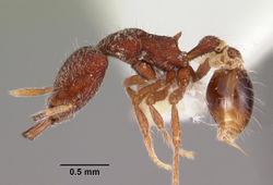 Strumigenys lebratyx casent0102613 profile 1.jpg