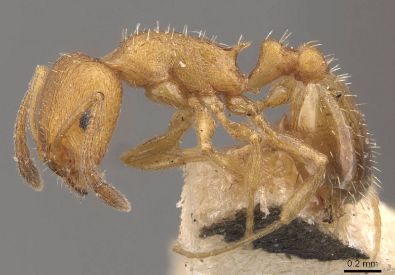 File:Temnothorax spinosus casent0909045 p 1 high.jpg