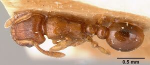 Tetramorium sikorae casent0101144 dorsal 1.jpg