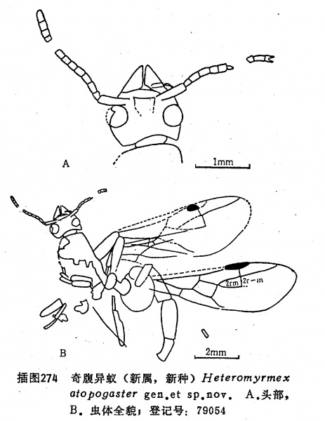 File:Zhangidris.jpg