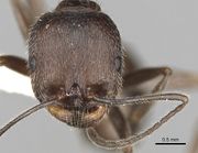 Aphaenogaster striativentris casent0280964 h 1 high.jpg