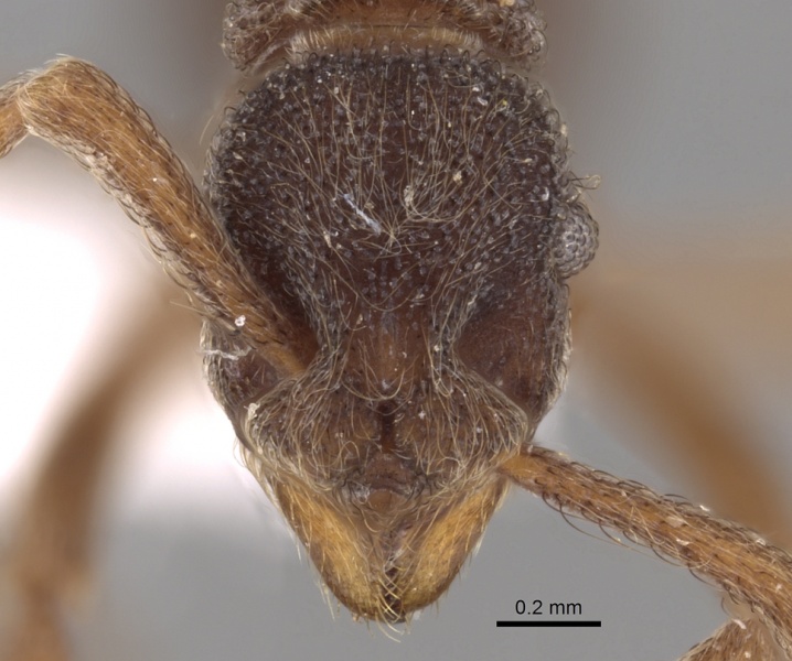 File:Apterostigma goniodes inb0003622578 h 1 high.jpg