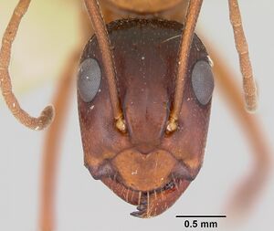 Camponotus castaneus casent0172604 head 1.jpg