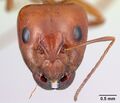 Camponotus raina casent0499052 h.jpg