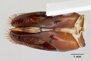 Dorylus gribodoi casent0172625 profile 3.jpg