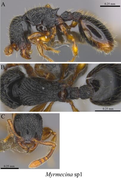 File:Liu, C. et al. 2020. Ants of the Hengduan Mountains, Figure 82, Myrmecina sp1.jpg