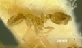 Monomorium-banksiL8.jpg