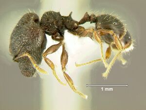 Pheidole-tjibodanaL4.jpg