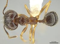 Pheidole hitoy CASENT0644296 d.jpg