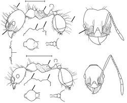 Pheidole longiseta Wilson 2003.jpg