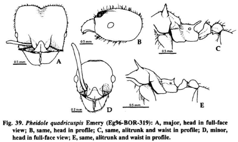 File:Pheidole quadricuspis.jpg