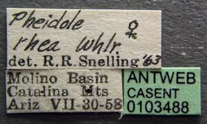 Pheidole rhea casent0103488 label 1.jpg