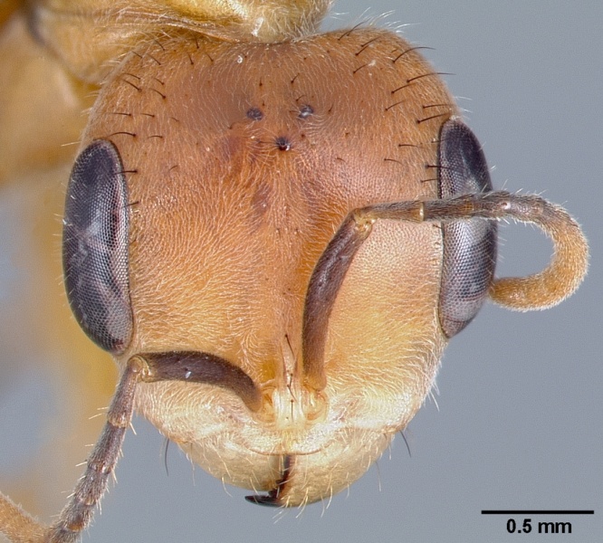 File:Pseudomyrmex atripes casent0005833 head 1.jpg