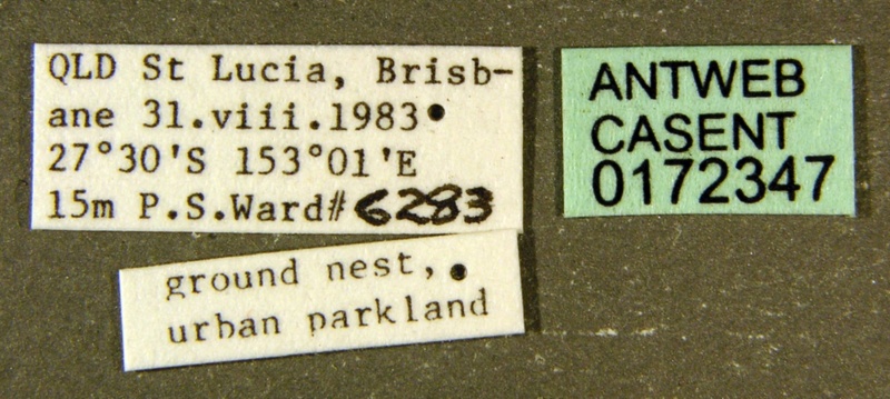 File:Rhytidoponera metallica casent0172347 label 1.jpg