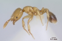 Solenopsis gnoma casent0104995 profile 1.jpg