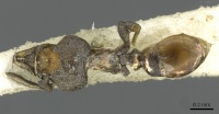 Strumigenys inopinata casent0911230 d 1 high.jpg