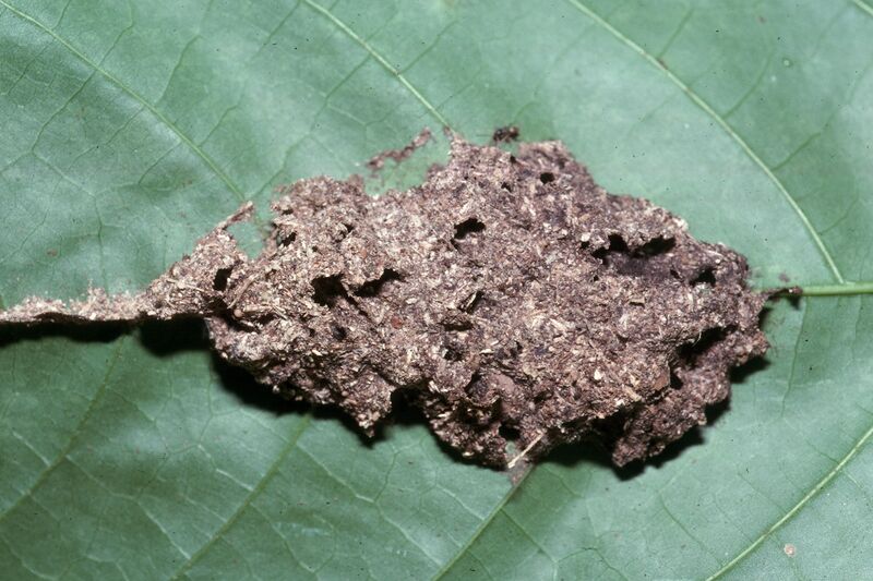 File:Tapinoma ramulorum inrectum nest. Costa Rica, Jack Longino (2).jpg