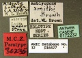 Amblyopone smithi paratype label ANIC32-016427 CAS0172232-Antwiki.jpg