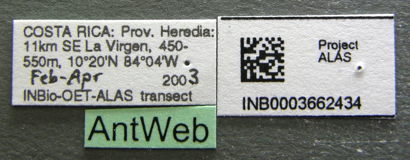 File:Azteca tonduzi inb0003662434 l 1 high.jpg