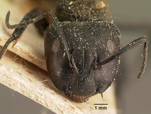 Camponotus darwinii rubropilosus casent0101195 head 1.jpg