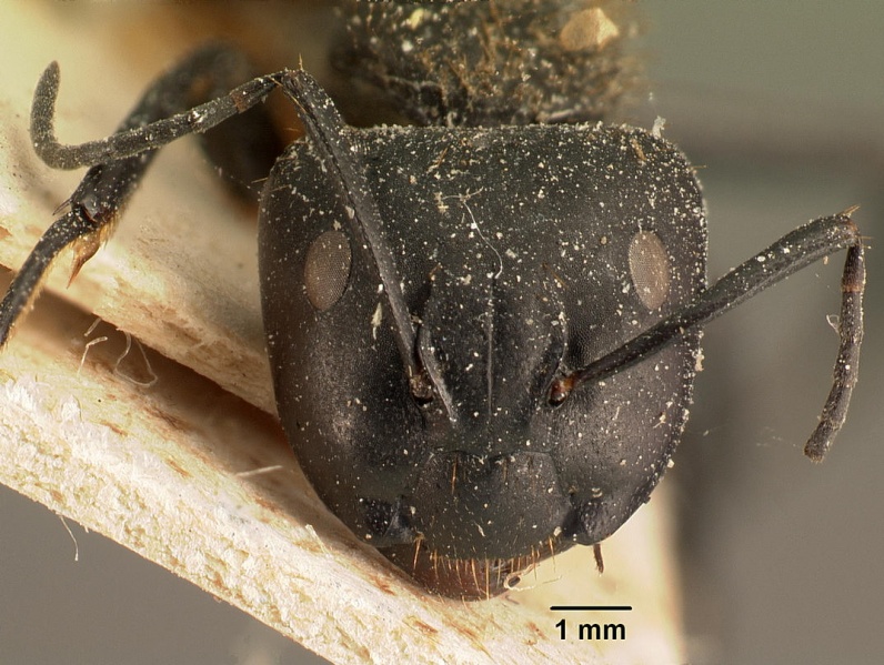 File:Camponotus darwinii rubropilosus casent0101195 head 1.jpg