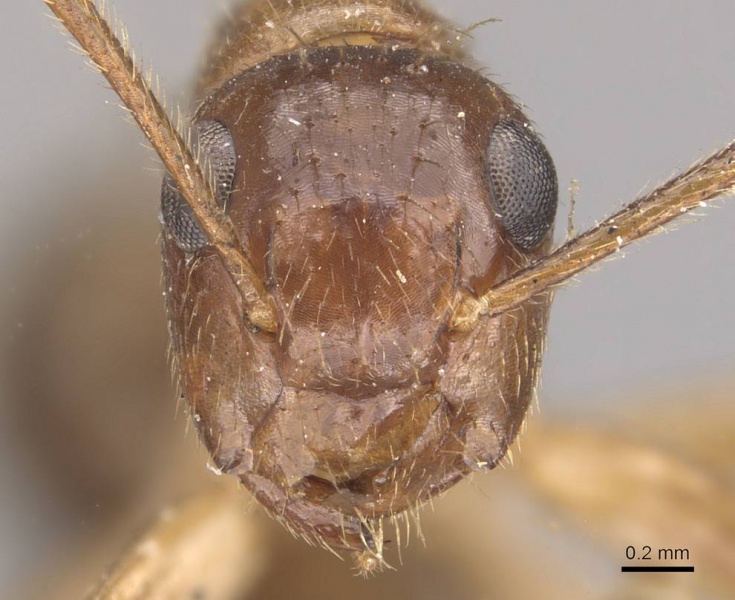 File:Camponotus moeschi casent0910546 h 1 high.jpg