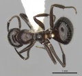 Camponotus vitreus casent0280182 d 1 high.jpg