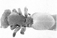 De Andrade 1999 Cephalotes OCR - Copy-561 Cephalotes-trichophorus.jpg