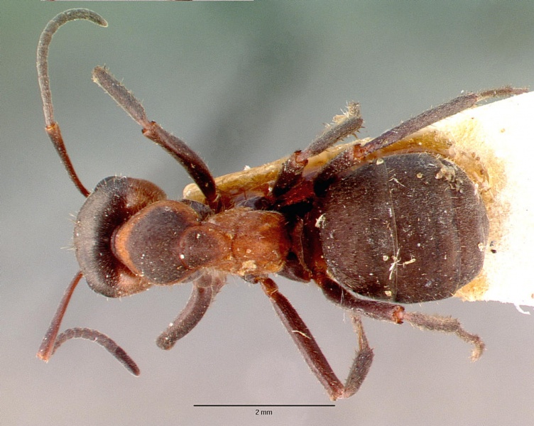 File:Formica pratensis casent0010647 dorsal 1.jpg