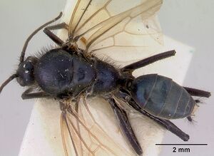 Iridomyrmex lividus casent0172065 dorsal 1.jpg