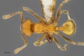 MCZ-ENT00516906 Pheidole sp10 had.jpg