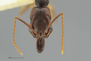 MCZ-ENT00524204 Odontomachus ruginodis hef2.jpg