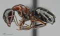MCZ-ENT00669811 Camponotus hyatti hal.jpg