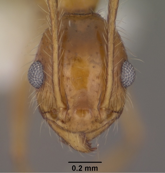 File:Pheidole hyatti casent0102881 head 1.jpg