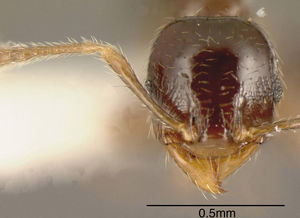 Pheidole lucaris casent0635484 h 1 high.jpg