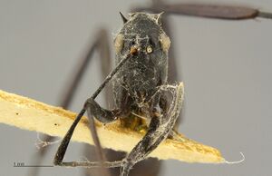 Polyrhachis-muelleri-hef1 6.jpg